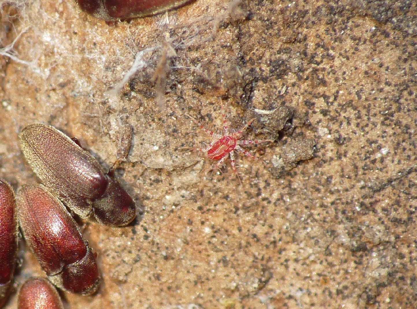 Trixagus sp. (Throscidae) - Isola d''Elba e Ostia